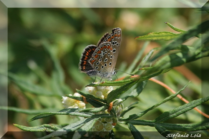 Polyommatus icarus? S